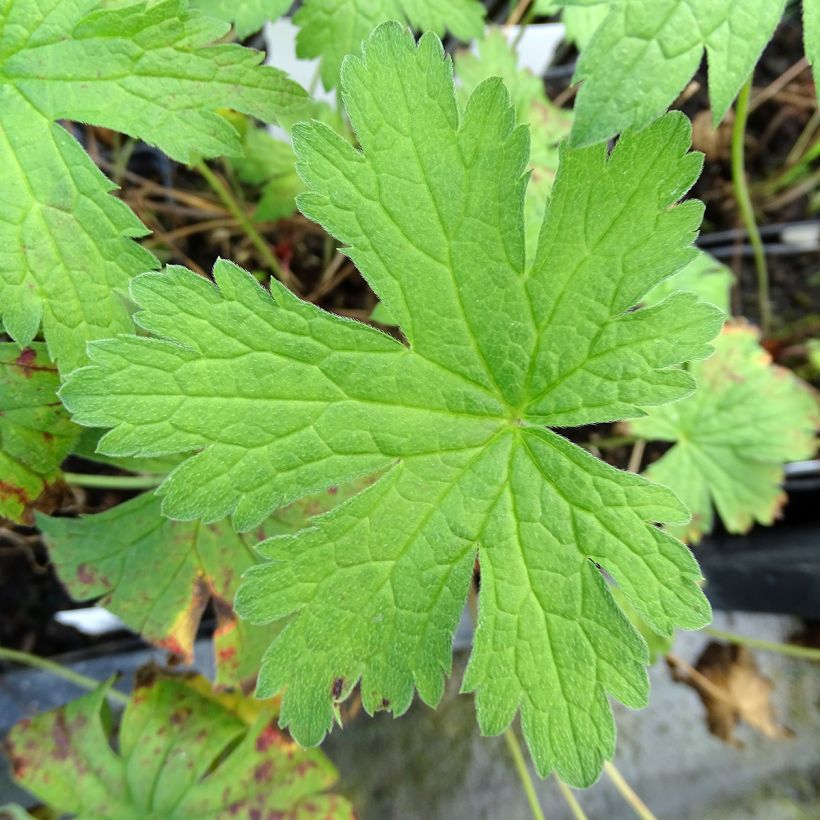 Geranium pratense Plenum Violaceum - Wiesen-Storchschnabel (Laub)