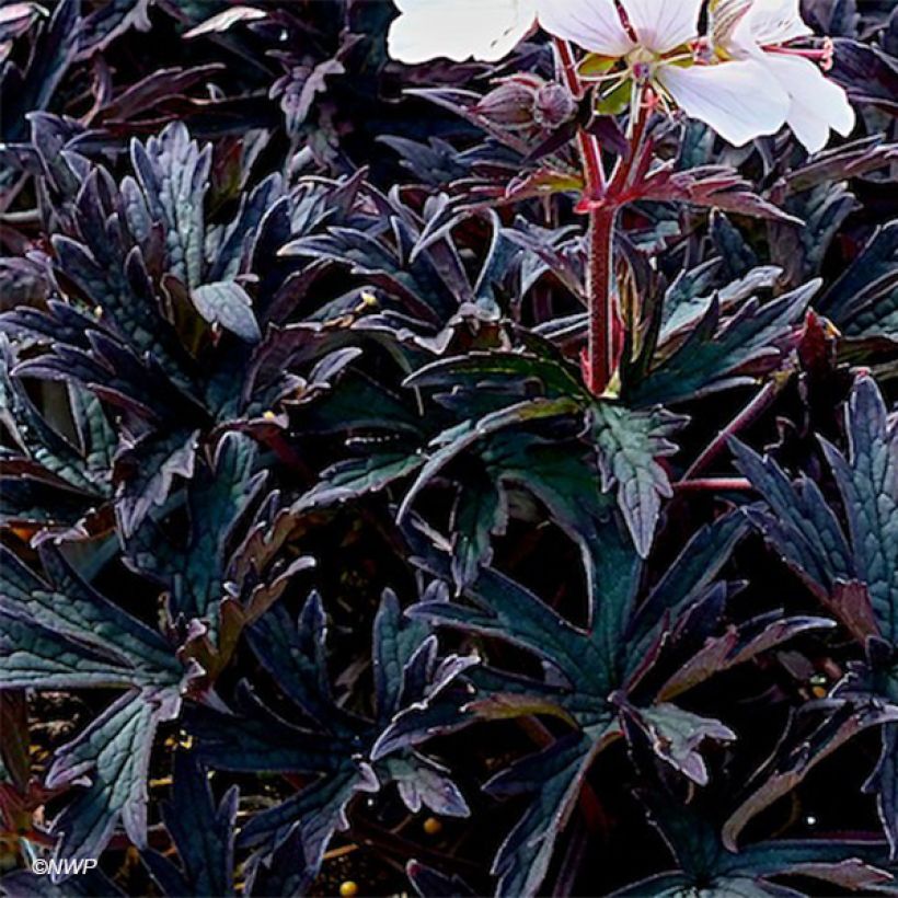 Geranium pratense Purple Ghost - Wiesen-Storchschnabel (Laub)