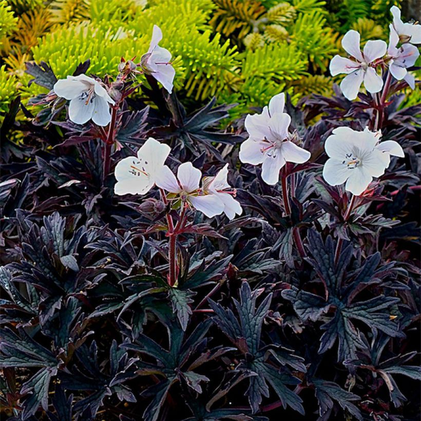 Geranium pratense Purple Ghost - Wiesen-Storchschnabel (Hafen)