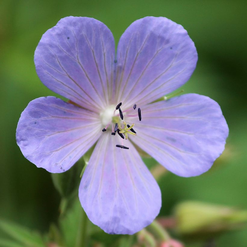 Geranium pratense Victor Reiter Junior - Wiesen-Storchschnabel (Blüte)