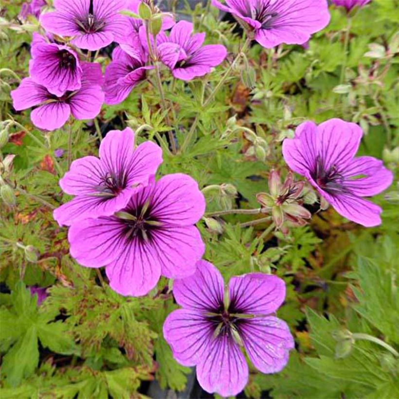 Geranium psilostemon JS Ma Tu Vu - Armenischer Storchschnabel (Blüte)