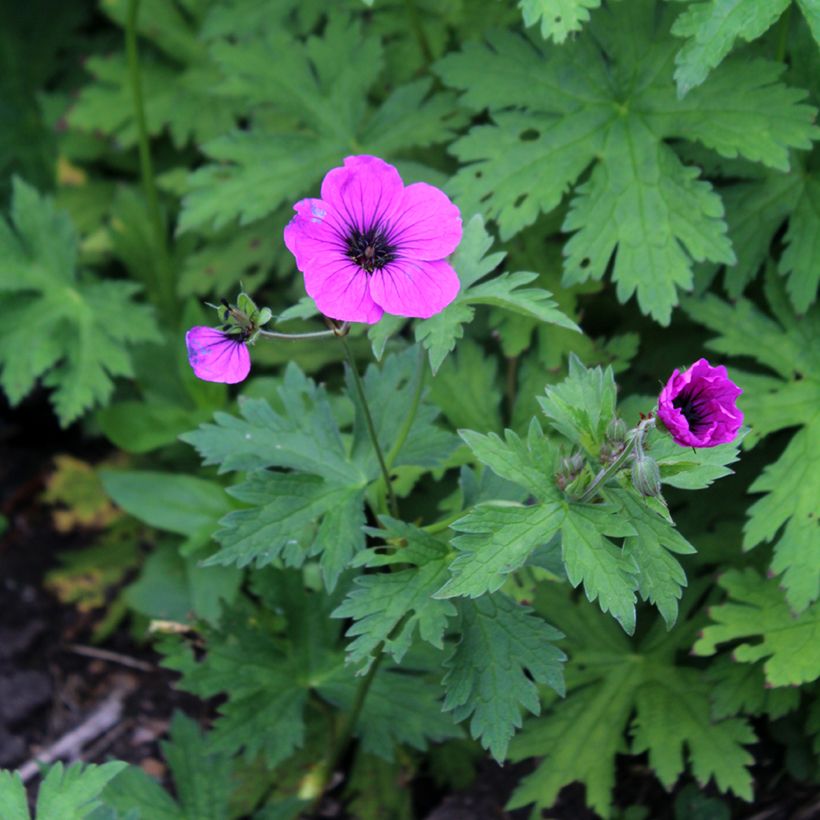 Geranium psilostemon - Armenischer Storchschnabel (Blüte)