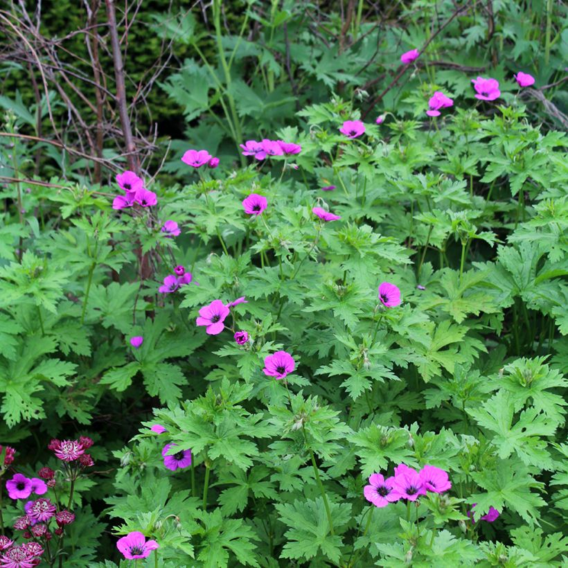 Geranium psilostemon - Armenischer Storchschnabel (Hafen)