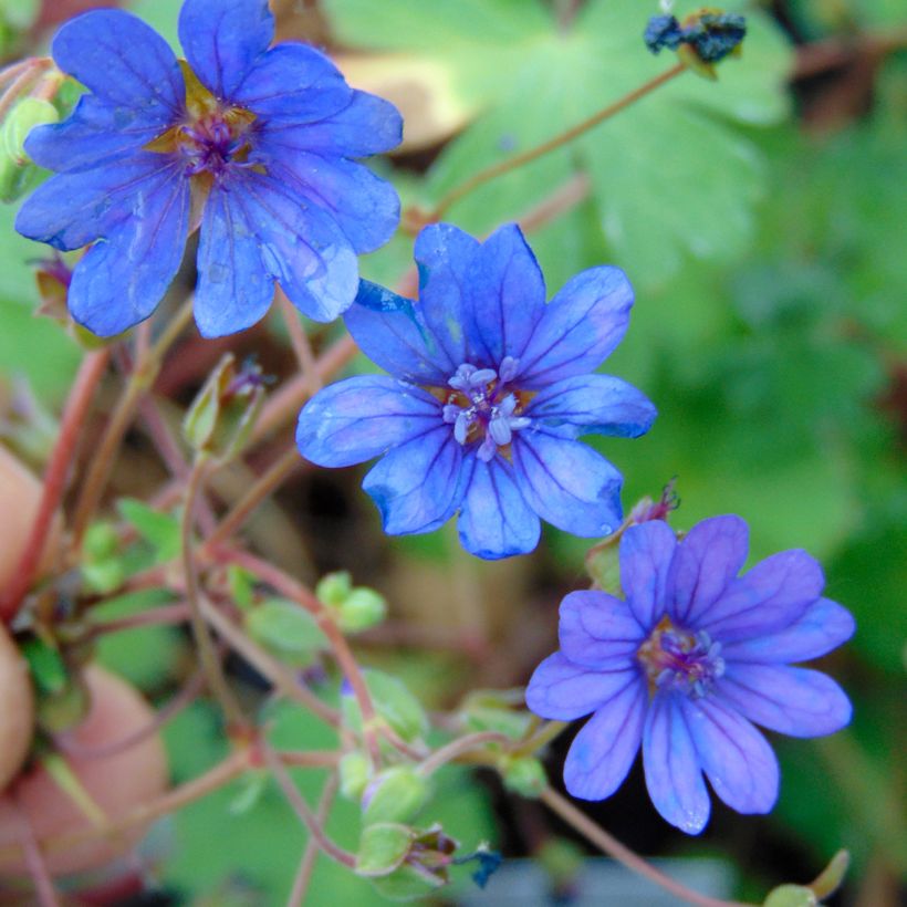 Geranium pyrenaicum Bill Wallis - Pyrenäen-Storchschnabel (Blüte)