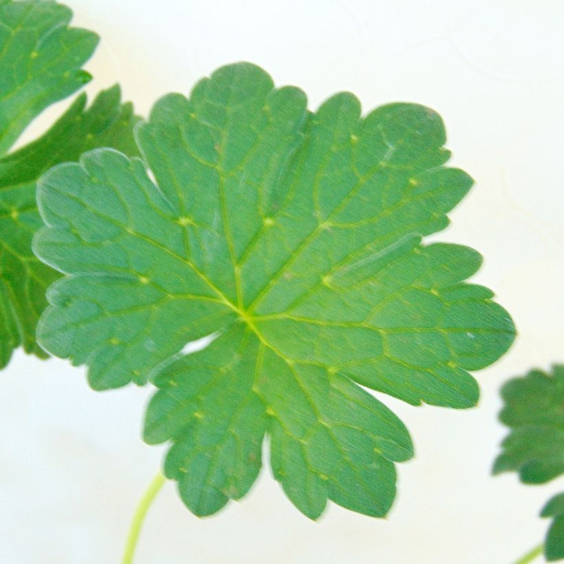 Geranium riversleaianum Russell Prichard - Storchschnabel (Laub)