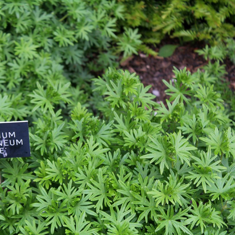 Geranium sanguineum Elke - Blutstorchschnabel (Laub)