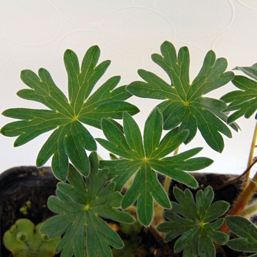 Geranium sanguineum Hannelore - Blutstorchschnabel (Laub)