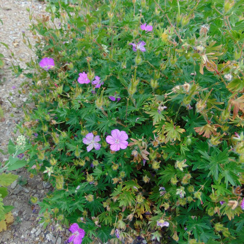 Geranium sanguineum Hannelore - Blutstorchschnabel (Hafen)