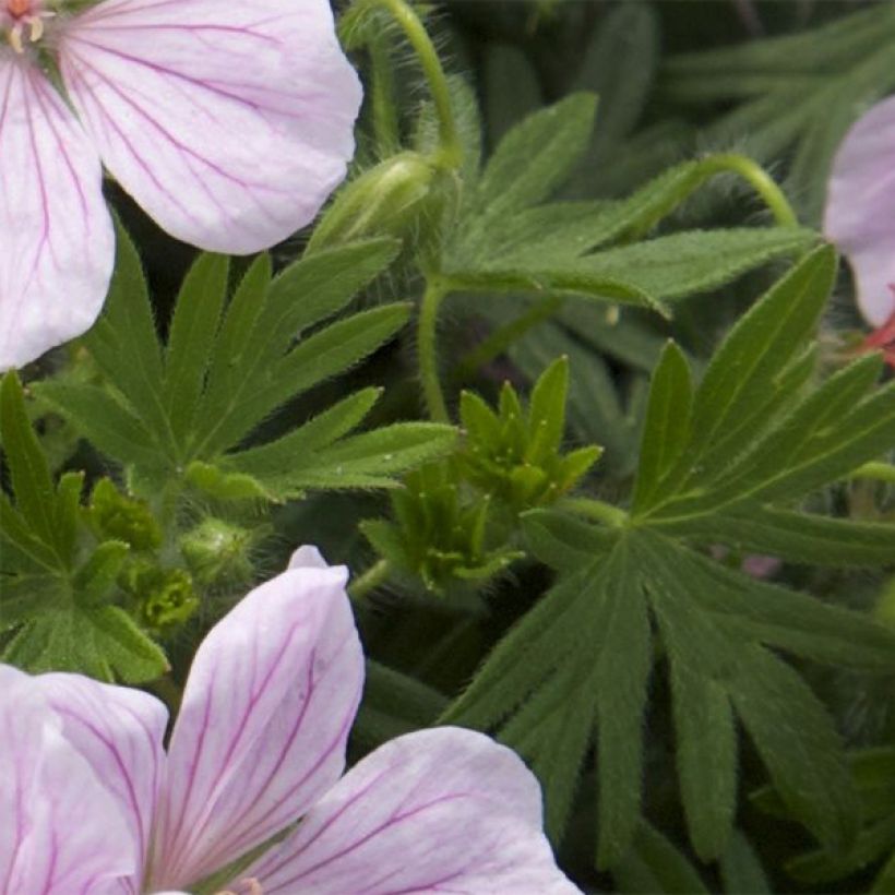 Geranium sanguineum Pink Pouffe - Blutstorchschnabel (Laub)