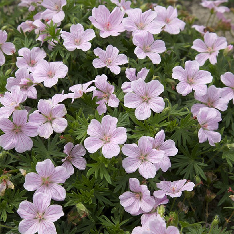 Geranium sanguineum Pink Pouffe - Blutstorchschnabel (Blüte)