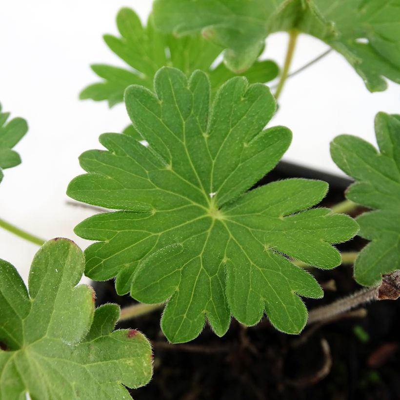 Geranium sanguineum Vision - Blutstorchschnabel (Laub)