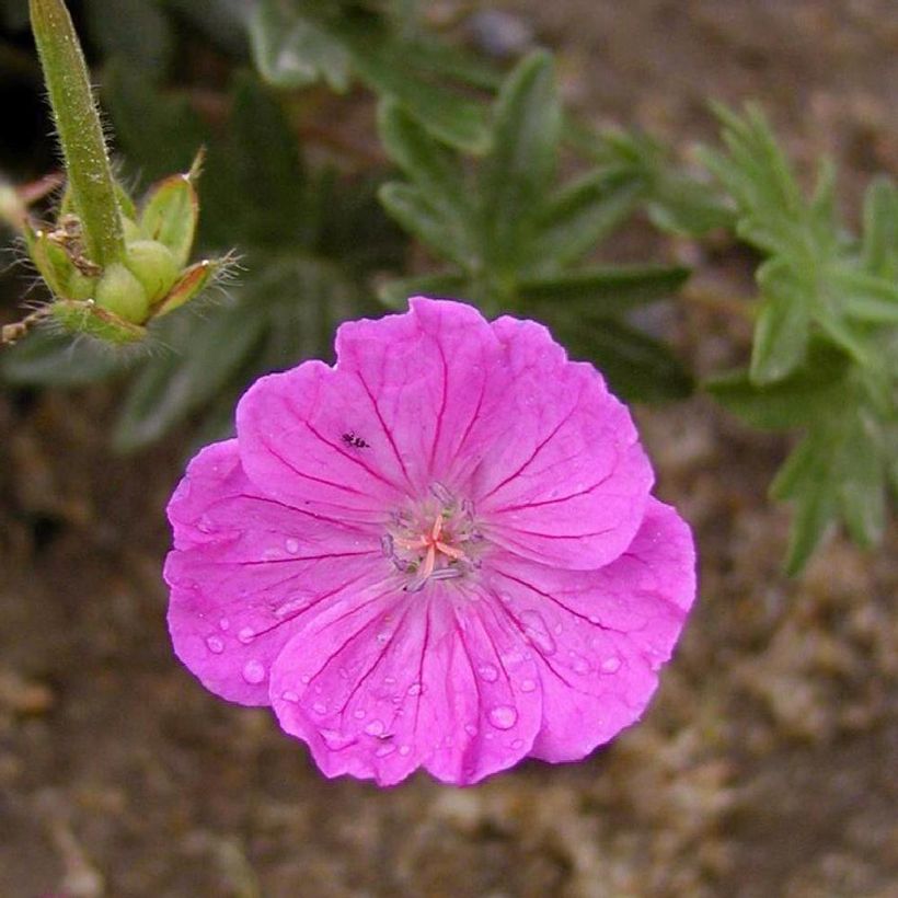 Geranium sanguineum Vision - Blutstorchschnabel (Blüte)