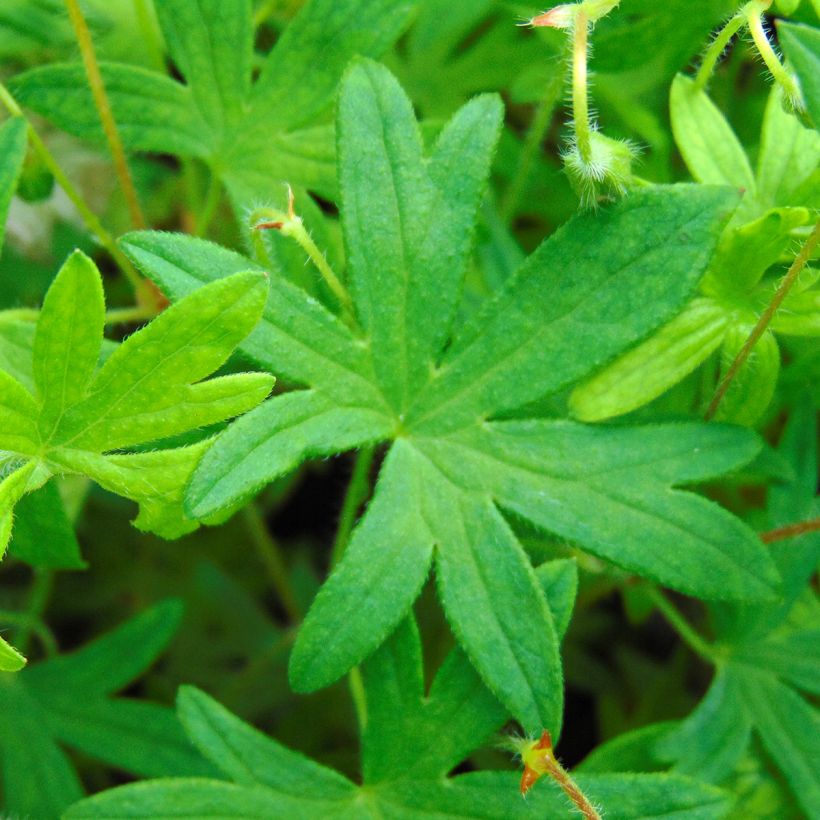 Geranium sanguineum var. striatum - Blutstorchschnabel (Laub)