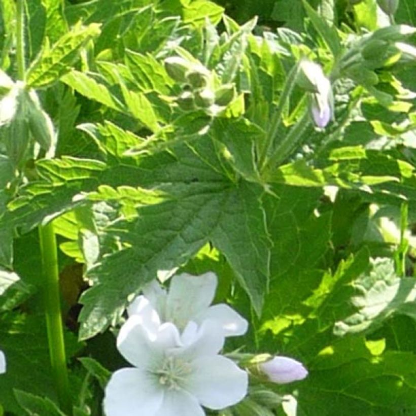 Geranium sylvaticum Album - Wald-Storchschnabel (Laub)