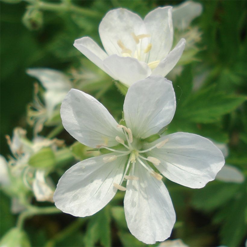 Geranium sylvaticum Album - Wald-Storchschnabel (Blüte)