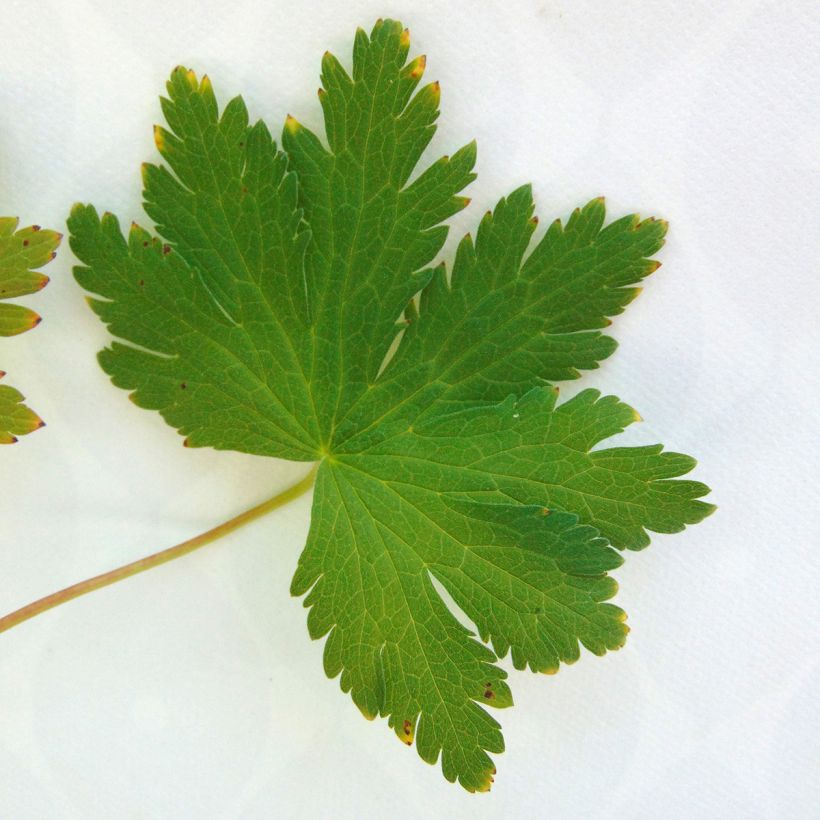 Geranium sylvaticum Ice Blue - Wald-Storchschnabel (Laub)