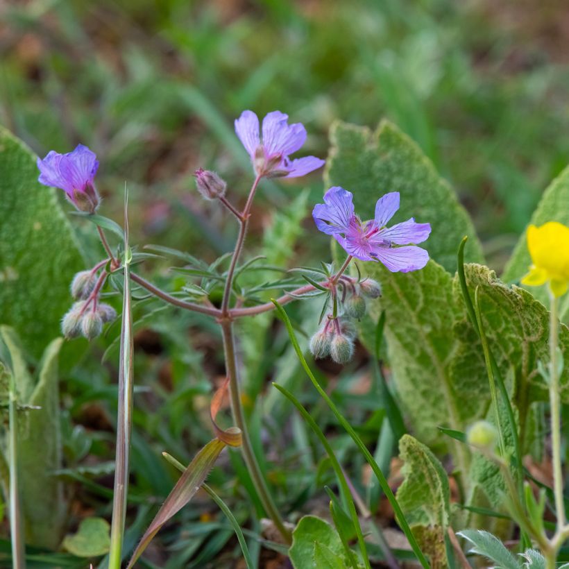 Geranium tuberosum - Knolliger Storchschnabel (Hafen)