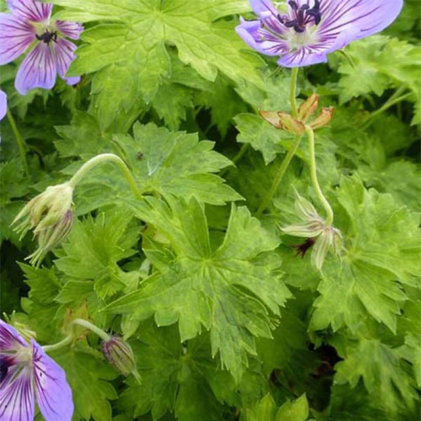 Geranium wallichianum Havana Blues - Storchschnabel (Laub)