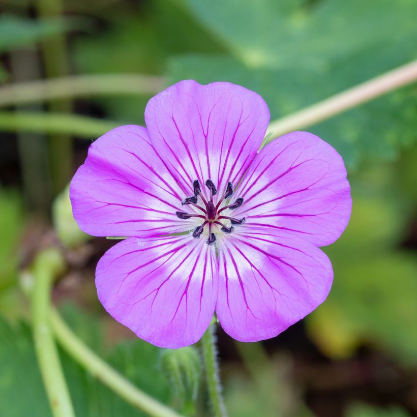 Geranium wallichianum Magical All Summer Delight - Storchschnabel (Blüte)