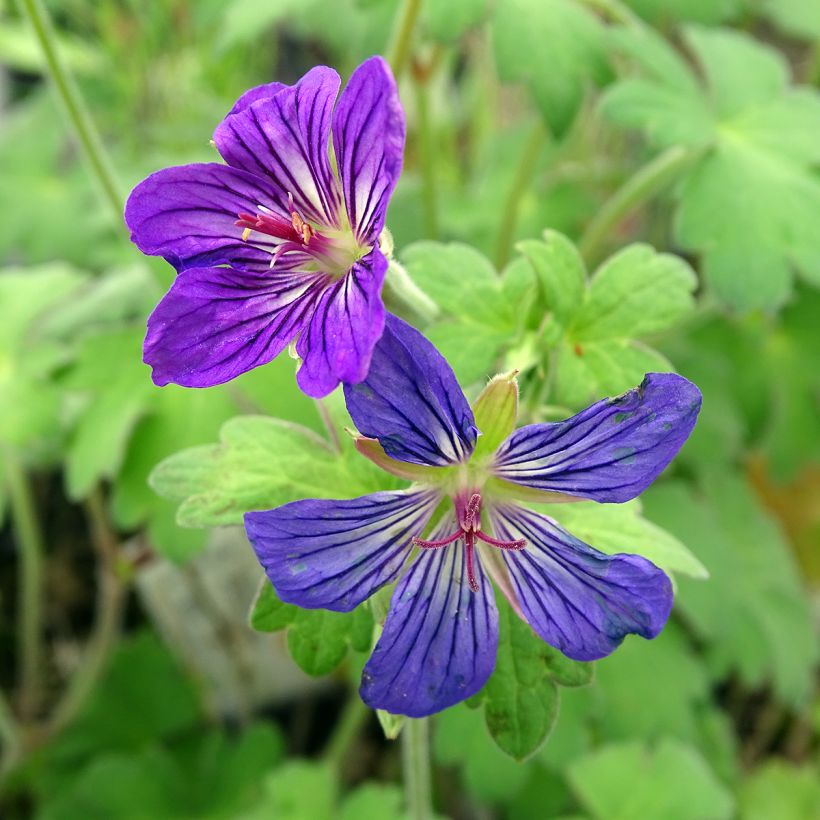 Geranium wlassovianum - Storchschnabel (Blüte)