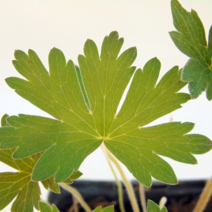 Geranium wlassovianum Crug Farm - Storchschnabel (Laub)