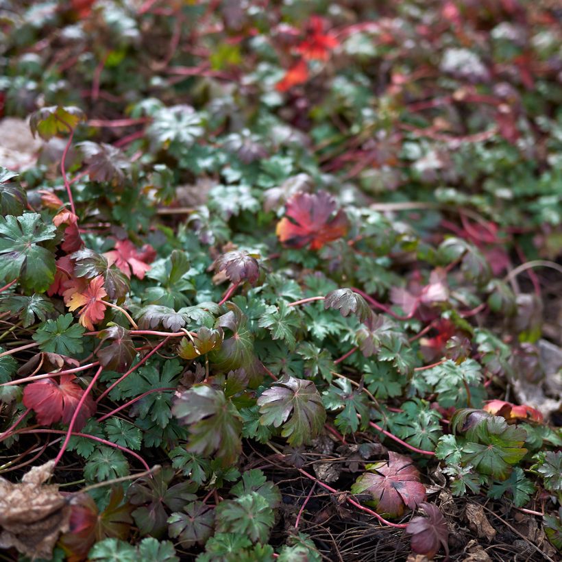 Geranium wlassovianum - Storchschnabel (Laub)