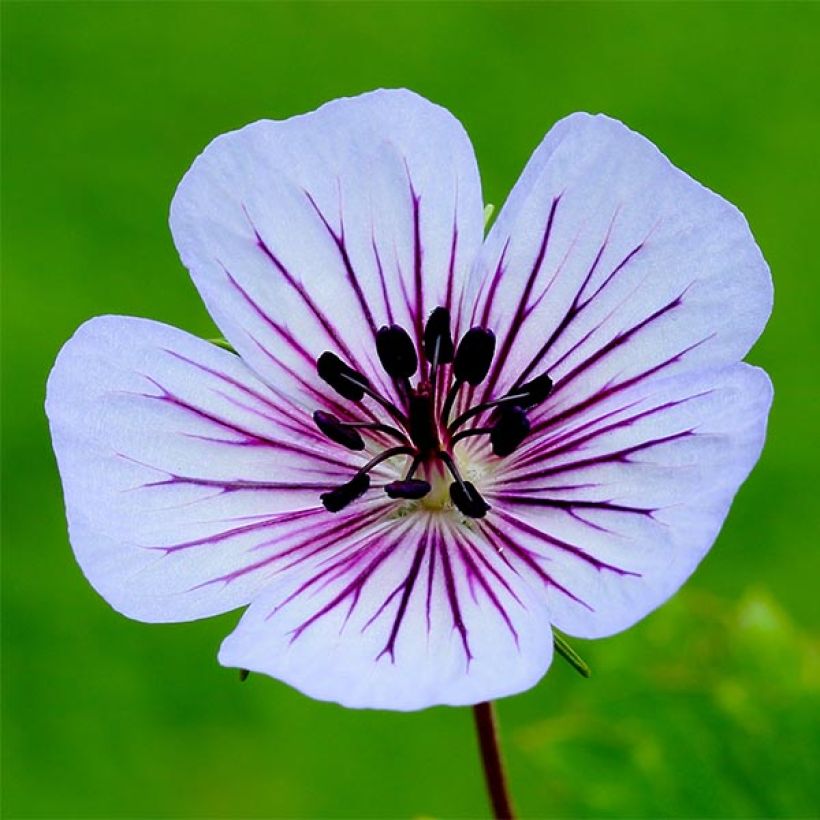 Geranium wallichianum Crystal Lake - Storchschnabel (Blüte)