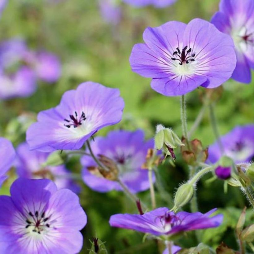 Geranium wallichianum Censation Daily Blue - Storchschnabel (Blüte)