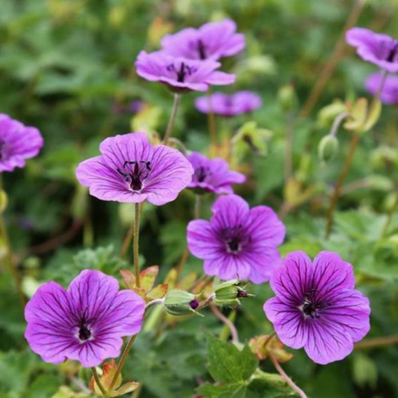 Storchschnabel Censation Daily Purple - Geranium (Blüte)