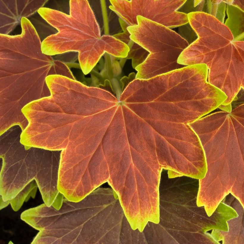 Zonal-Pelargonie Decima - Pelargonium (Laub)