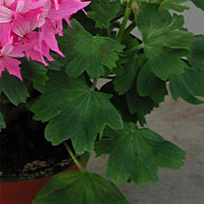 Zonal-Pelargonie Fireworks Pink - Pelargonium (Laub)