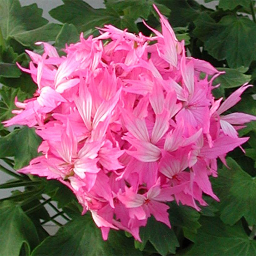 Zonal-Pelargonie Fireworks Pink - Pelargonium (Blüte)