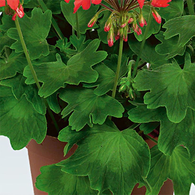 Zonal-Pelargonie Fireworks Red White - Pelargonium (Laub)