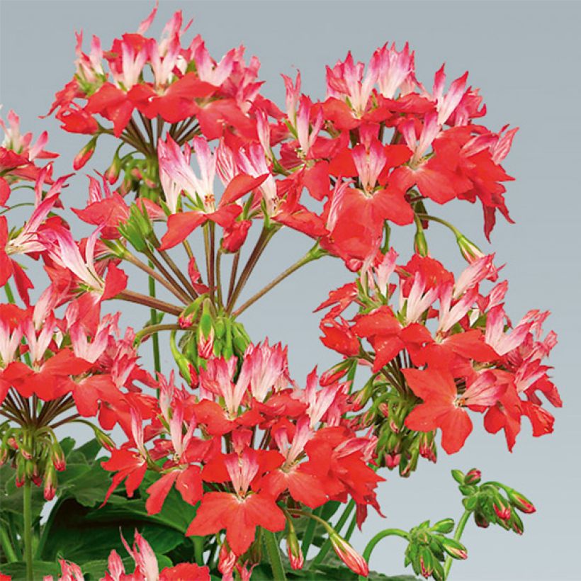 Zonal-Pelargonie Fireworks Red White - Pelargonium (Blüte)