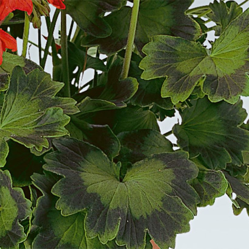 Zonal-Pelargonie Fireworks Scarlet - Pelargonium (Laub)