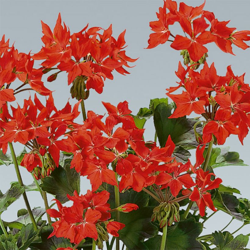 Zonal-Pelargonie Fireworks Scarlet - Pelargonium (Blüte)