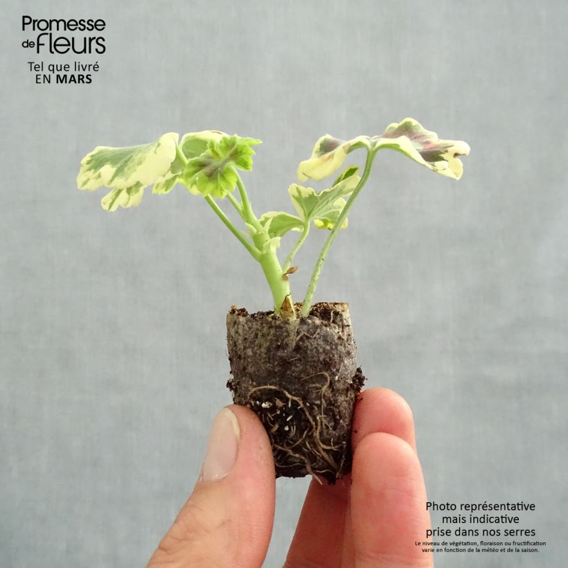 Exemplar von Zonal-Pelargonie Brocade Mrs Pollock - Pelargonium wie im Frühjahr geliefert