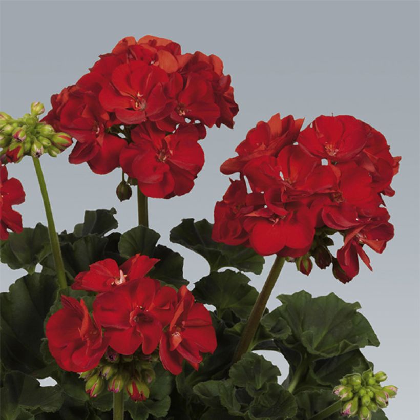 Zonal-Pelargonie Victor - Pelargonium (Blüte)