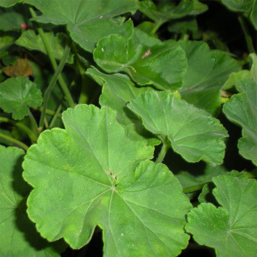 Zonal-Pelargonie PAC Iceberg - Pelargonium (Laub)