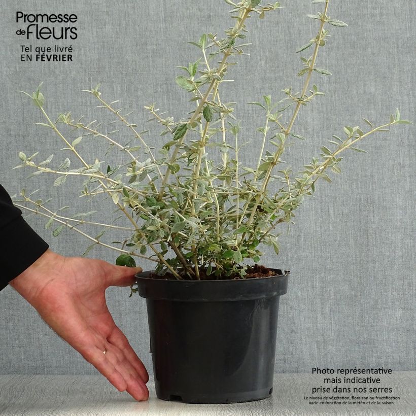 Exemplar von Germandrée arbustive - Teucrium fruticans Pot de 2L/3L wie im Herbst geliefert