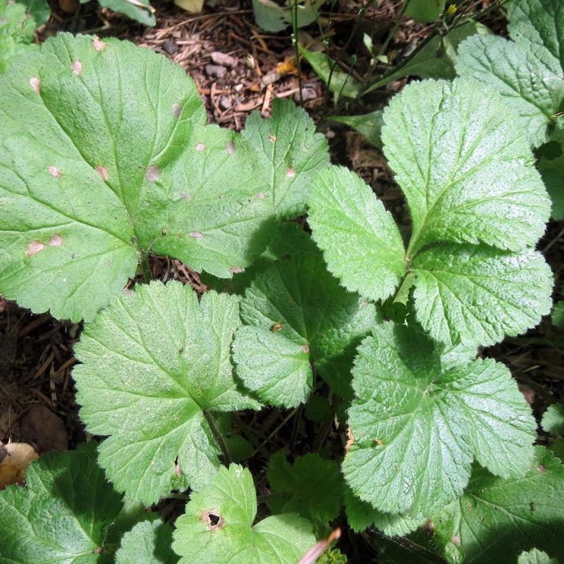 Geum Cocktail Alabama Slammer - Nelkenwurz (Laub)