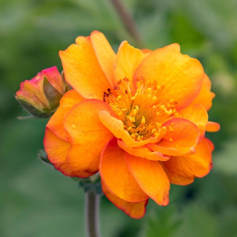 Geum Cocktail Alabama Slammer - Nelkenwurz (Blüte)