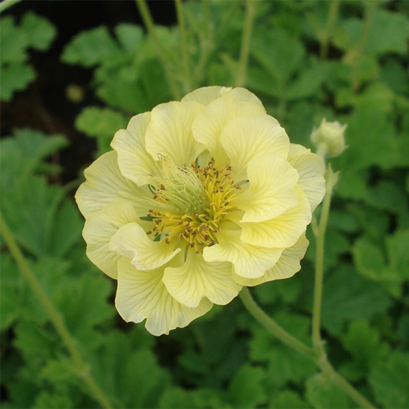 Geum Banana Daiquiri - Nelkenwurz (Blüte)