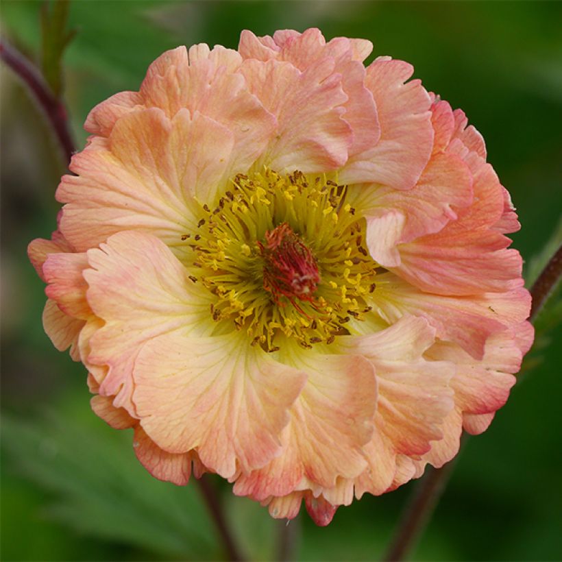 Geum Bell Bank - Nelkenwurz (Blüte)