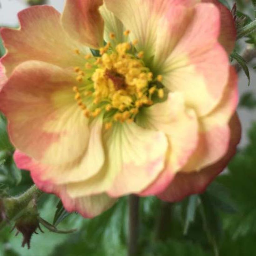 Geum Censation Lipstick - Nelkenwurz (Blüte)