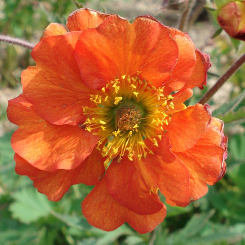 Geum coccineum Borisii - Scharlachrote Nelkenwurz (Blüte)