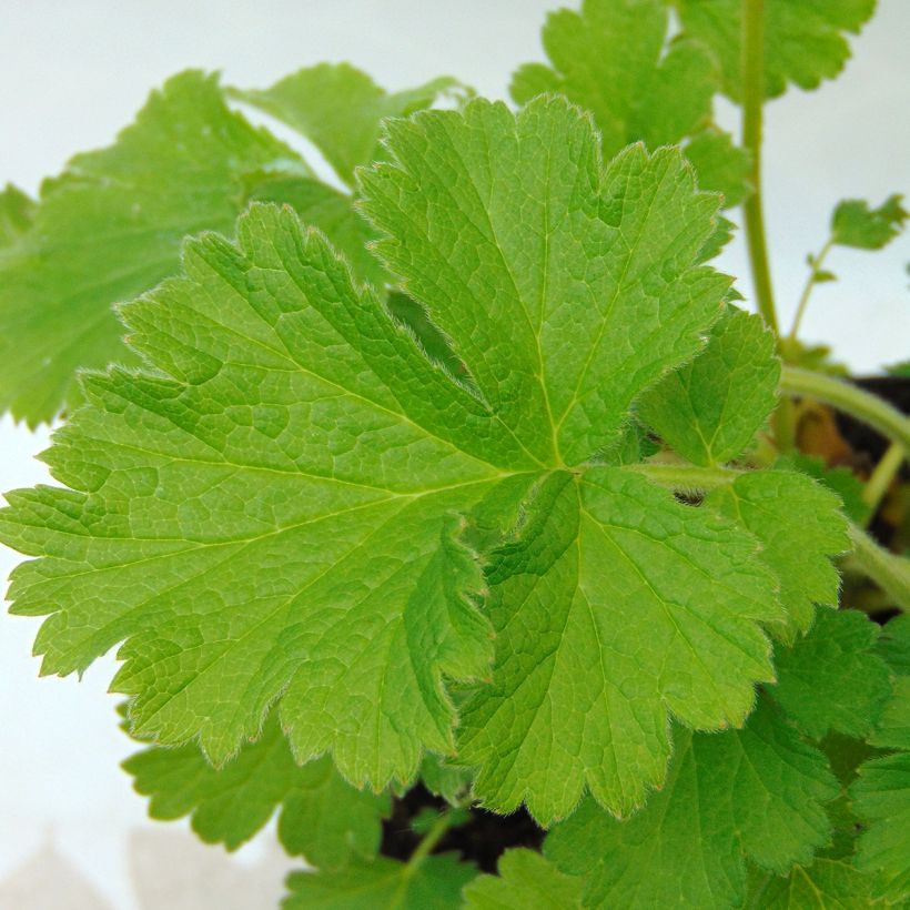 Geum coccineum Cocktail Gimlet - Scharlachrote Nelkenwurz (Laub)