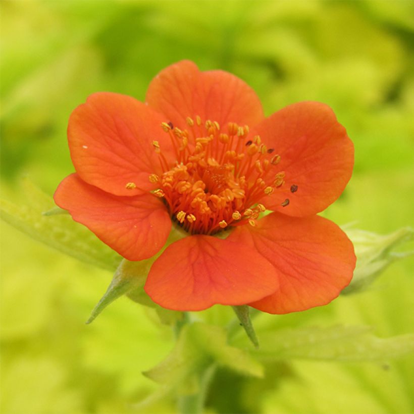 Geum Eos - Nelkenwurz (Blüte)