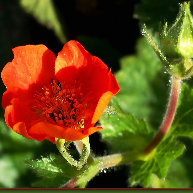 Geum chiloense Feuerball - Chilenische Nelkenwurz (Blüte)