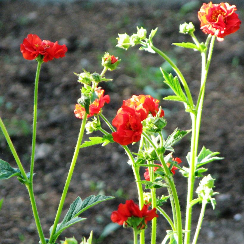 Geum chiloense Feuerball - Chilenische Nelkenwurz (Hafen)